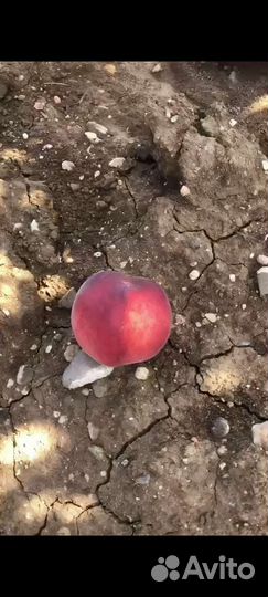 Саженцы Персика Фиделия