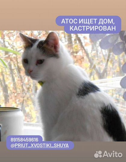 Кастрированный котик Атос в добрые руки