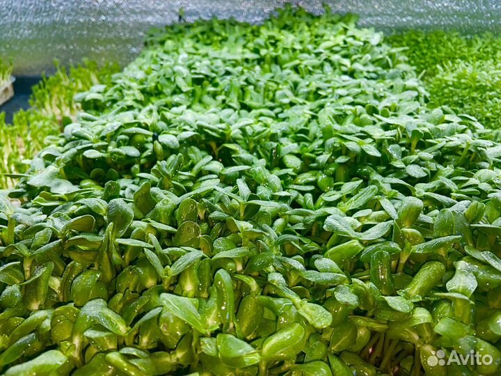 Микрозелень подсолнечник