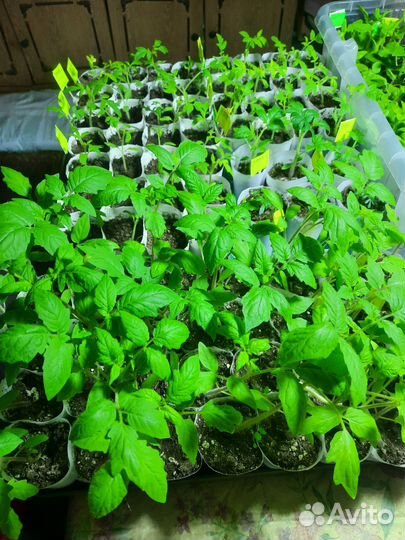 Рассада помидор