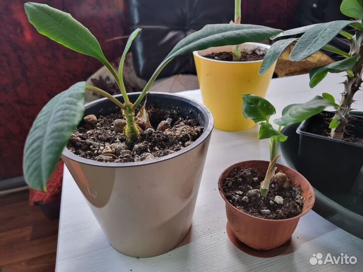 Комнатные цветы