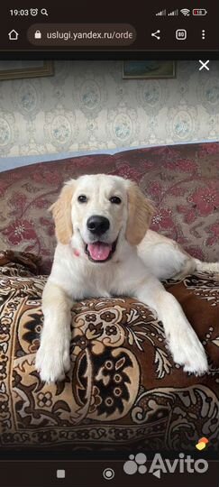 Передержка животных