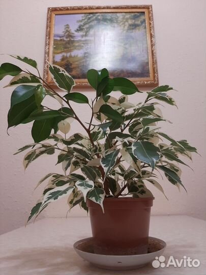 Фикус бенджамина