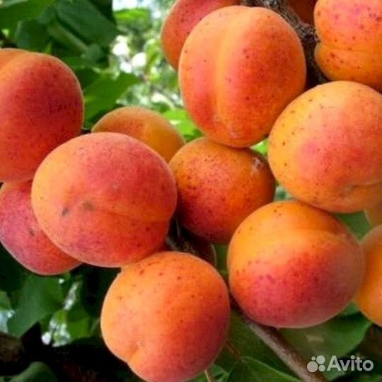 Саженцы абрикос Сын Краснощекого