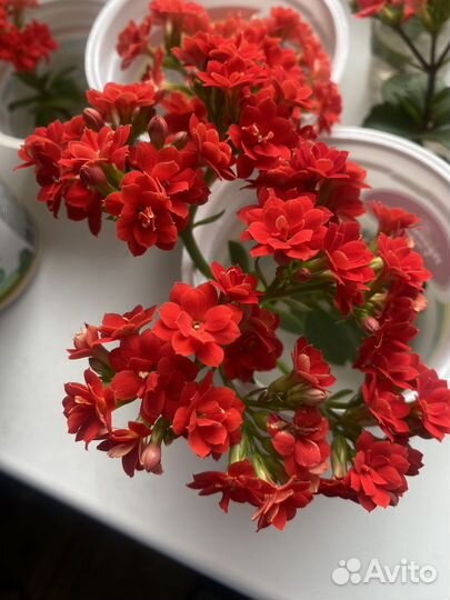 Черенки каланхоэ