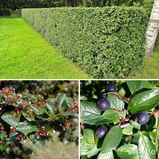 Живая изгородь -кизильник блестящий высота 80 см