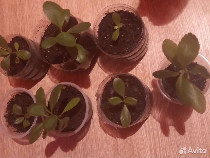 Лечебное каланхоэ перистое, домашний доктор