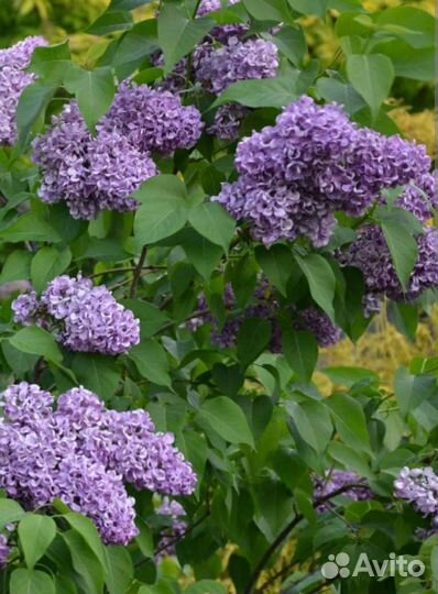 Сирень Красавица Москвы и др