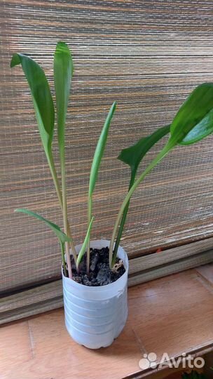 Комнатное растение. Дримиопсис