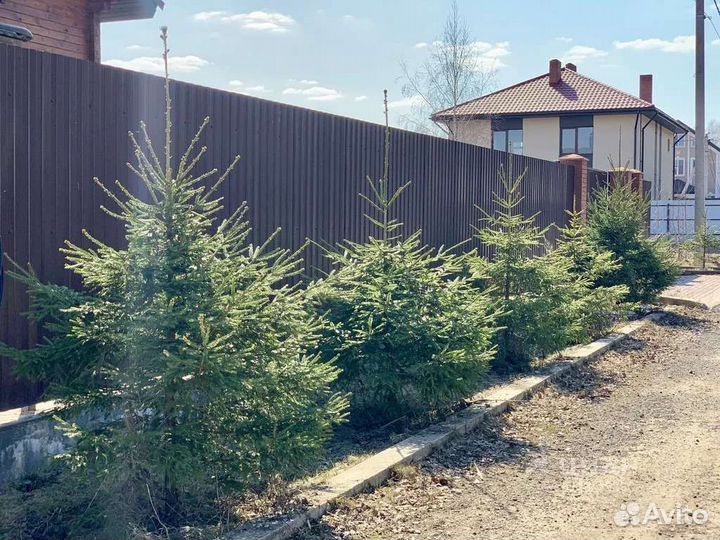 Саженцы елей в Черногорске