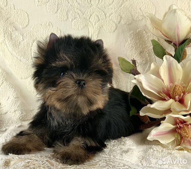 Йоркширский терьер бебифэйс