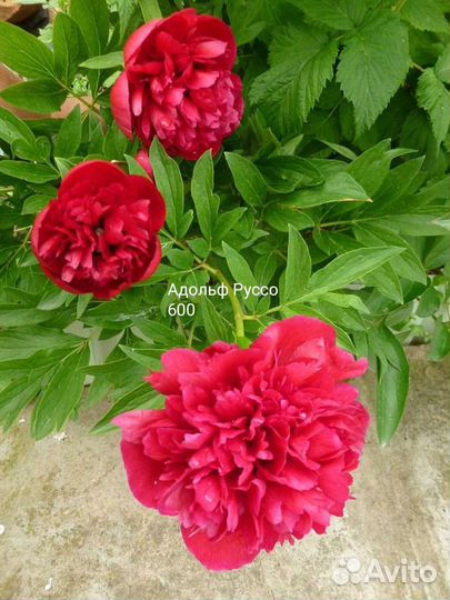 Пастелеганс и другие пионы