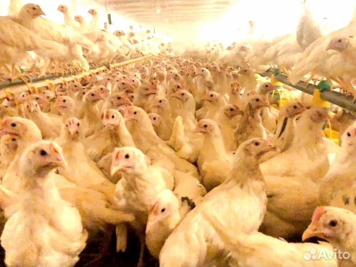 Куры несушки