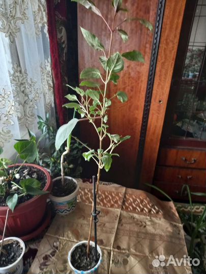 Продаю цветы комнатные