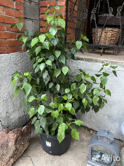 Гибискус комнатный