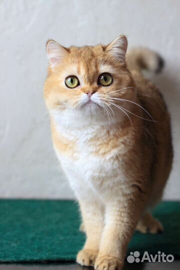 Шотландские кошки