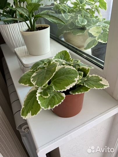 Продам цветы комнатные