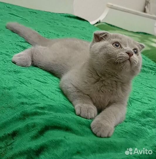 Британский котёнок