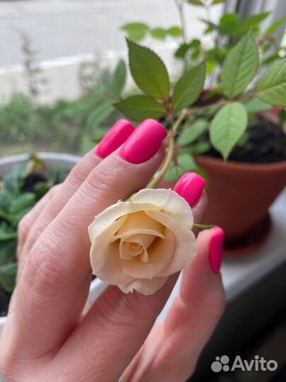 Маникюр,педикюр