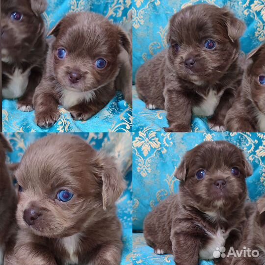 Лиловые девочки