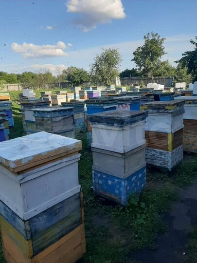 Дом 41,9 м² на участке 50 сот.