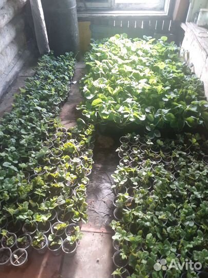 Саженцы клубники укорененые в стаканах