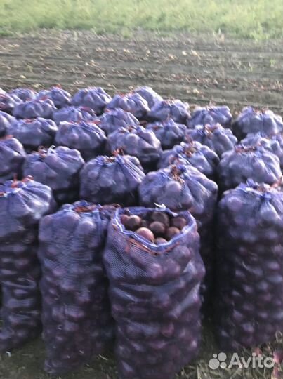 Лук от производителя