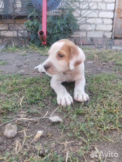 Щенки в добрые руки