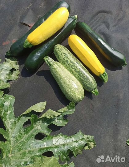 Домашние кабачки, цуккини