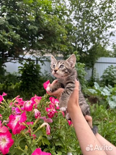 Отдаем котят в добрые руки