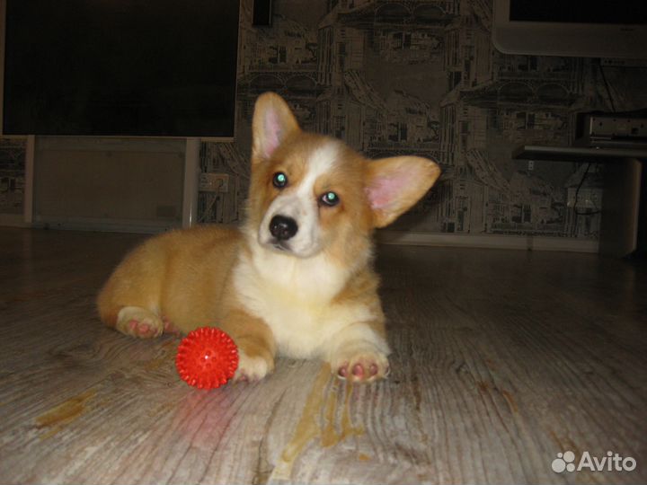 Вельш корги пемброк