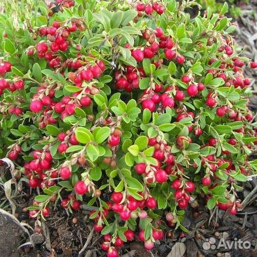 Брусника коралл 2 года