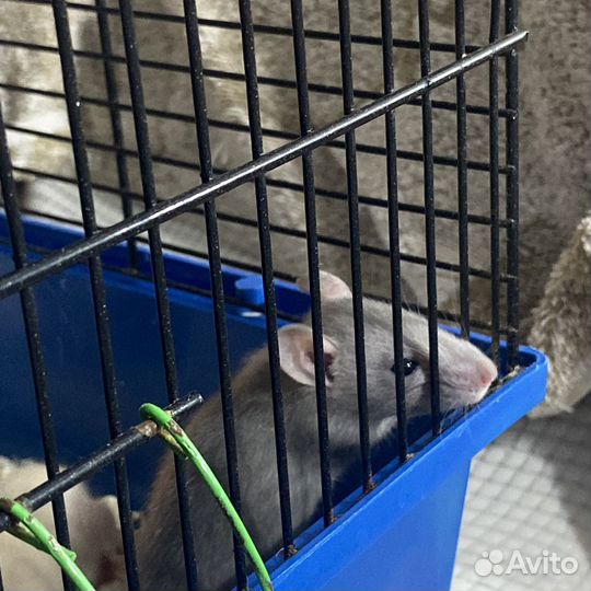 Крыса дамбо