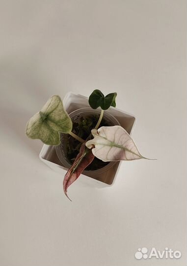 Вариегатная Алоказия Полли минт