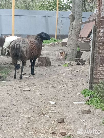 Эдильбаевские бараны овцы