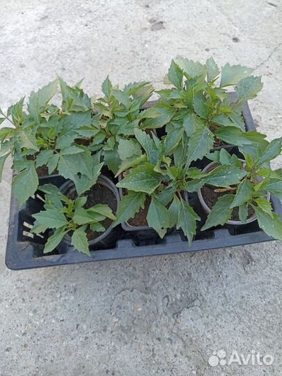 Георгины вегетативные