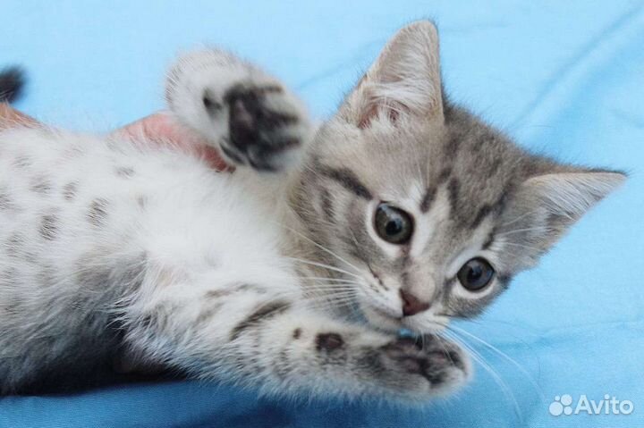 Котята в добрые руки бесплатно