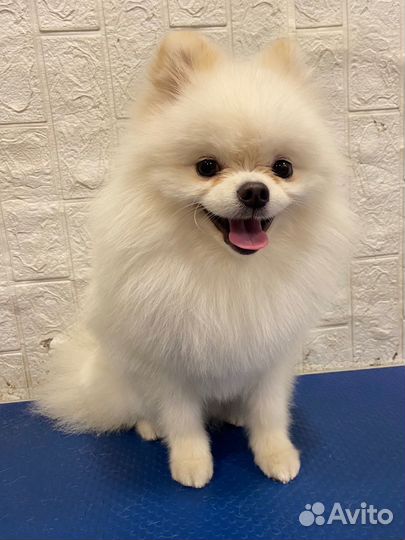 Груминг для собак и кошек