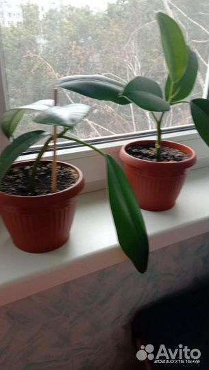 Фикус каучуконосный