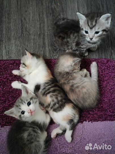 Кошки в добрые руки бесплатно