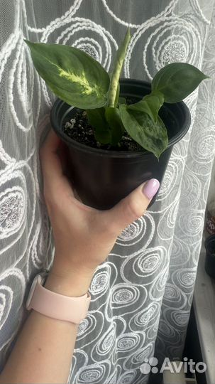 Дифинбахия