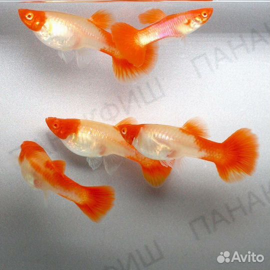 Гуппи Кои золотой,растения,мох,гриндальский червь