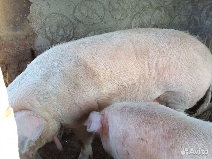 Хряк на племя