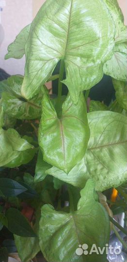 Комнатные меняю на садовые или продам