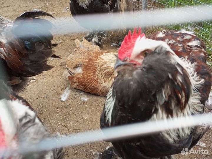 Породистые курочки и петушки, цыплята, ия