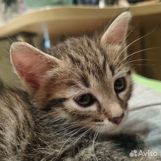 Котёнок бесплатно