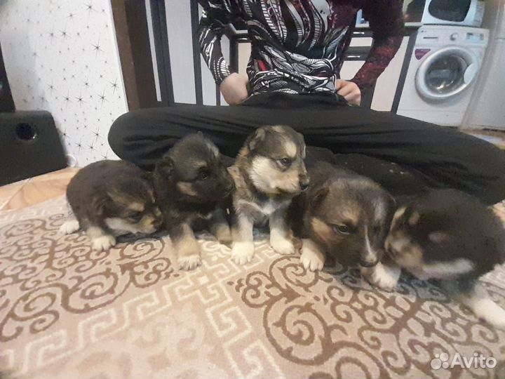 Отдам бесплатно щенки