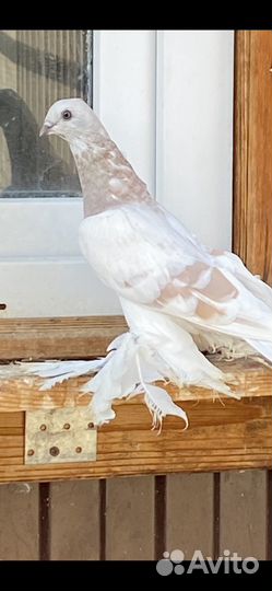 Продам бойных голубей