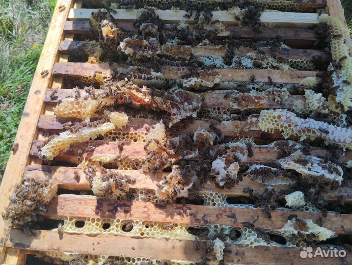 Пчелопакеты бакфаст