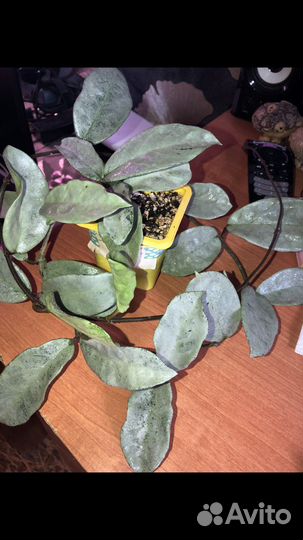 Хойя на срез, укореню на заказ